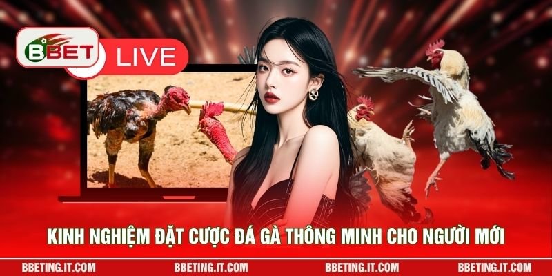 Kinh nghiệm đặt cược đá gà thông minh cho người mới
